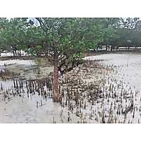 Mangrove Restoration Training - AU-IBAR Collaboration with KMFRI image